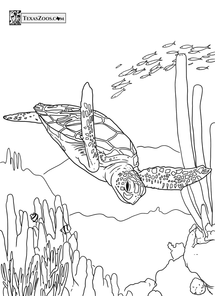 sea turtle coloring page for kids - copyright TexasZoos.com