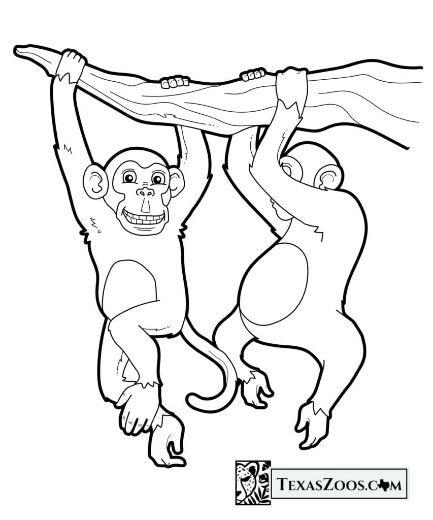 Chimpanzee coloring page - TexasZoos.com