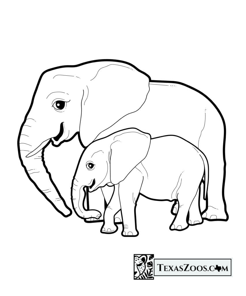 Elephants coloring page - TexasZoos.com